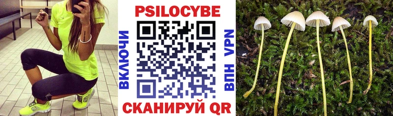 дарнет шоп  Инта  Псилоцибиновые грибы GOLDEN TEACHER 